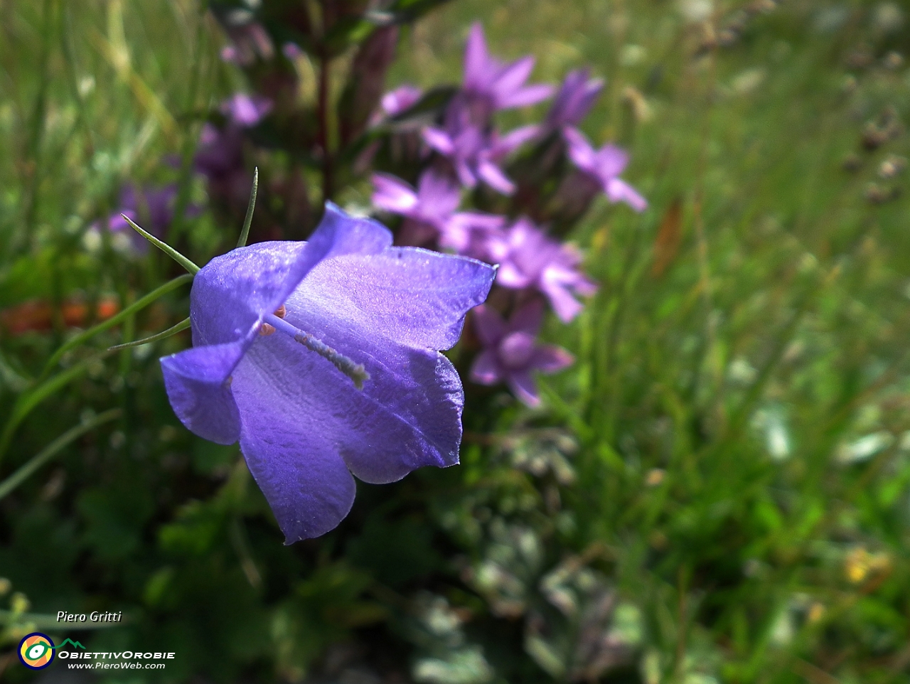 36 con Campanula di Scheuchzer (Campanula scheuchjzeri).JPG